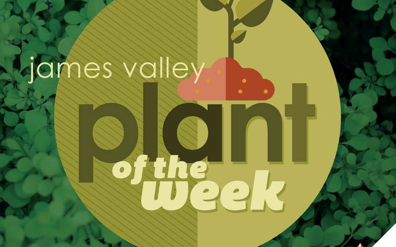 thumbnail image for blog post: Evergreen Plant of the Week