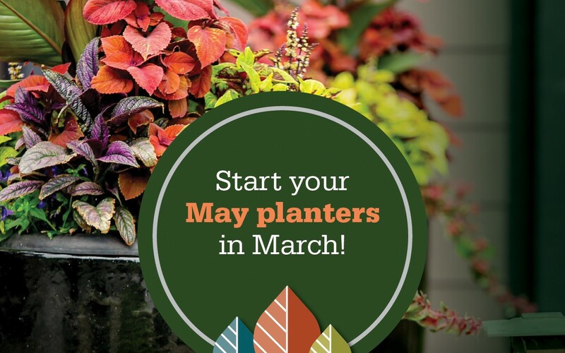 thumbnail image for blog post: Let's Plant Your Planters NOW!