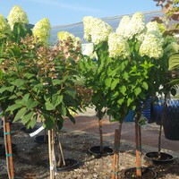 thumbnail image for blog post: Hydrangea Plant of the Week Sale