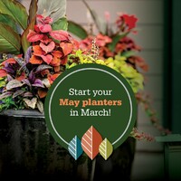 thumbnail image for blog post: Let's Plant Your Planters NOW!