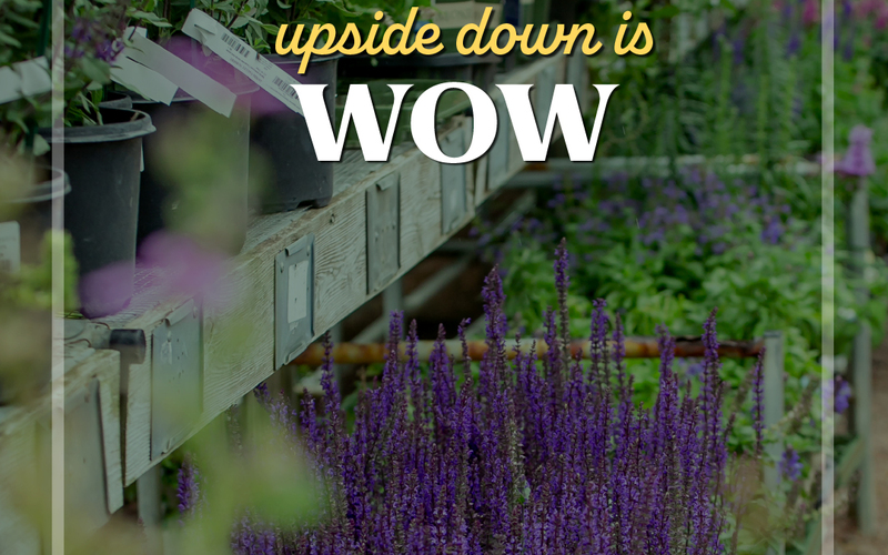 thumbnail image for blog post: May is for Moms!