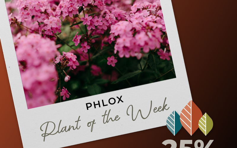 thumbnail image for blog post: Plant of the Week Promotions