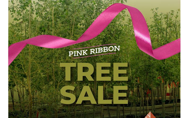 thumbnail image for blog post: Falling for our Tree Sale!