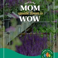 thumbnail image for blog post: May is for Moms!