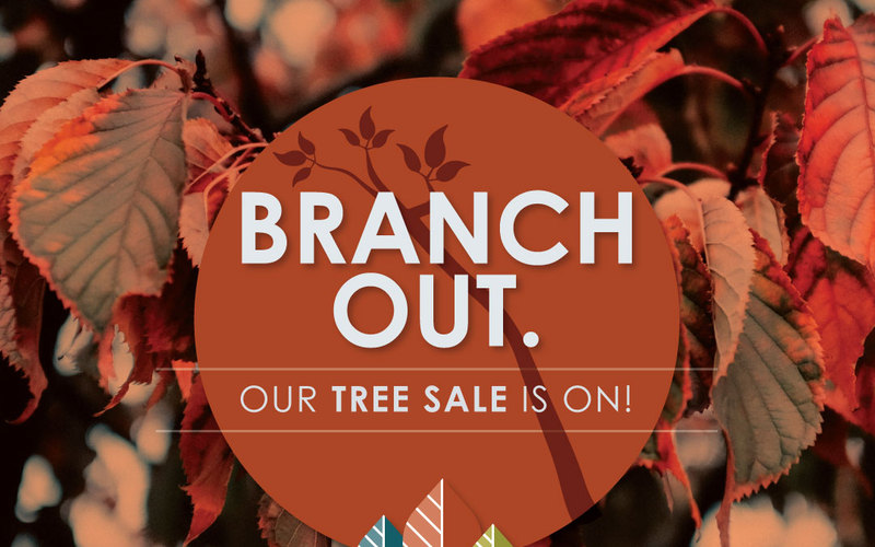 thumbnail image for blog post: Fall Tree Sale!