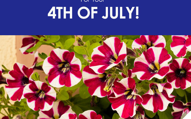 thumbnail image for blog post: Happy 4th of July!