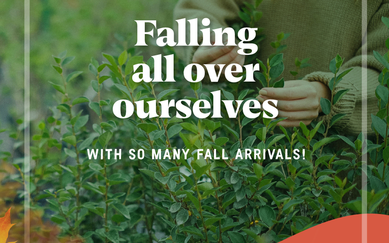 thumbnail image for blog post: Fall for All